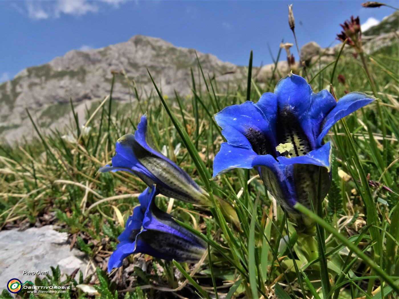 40 Gentiana clusii (Genziana di Clusius).JPG